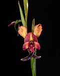 Diuris orientis